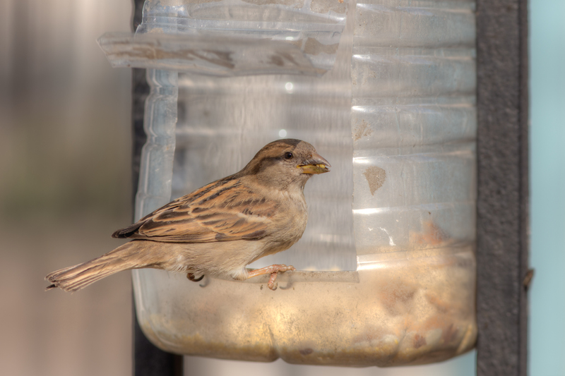 waste collection junk removal